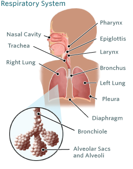Respiratory System Illustration