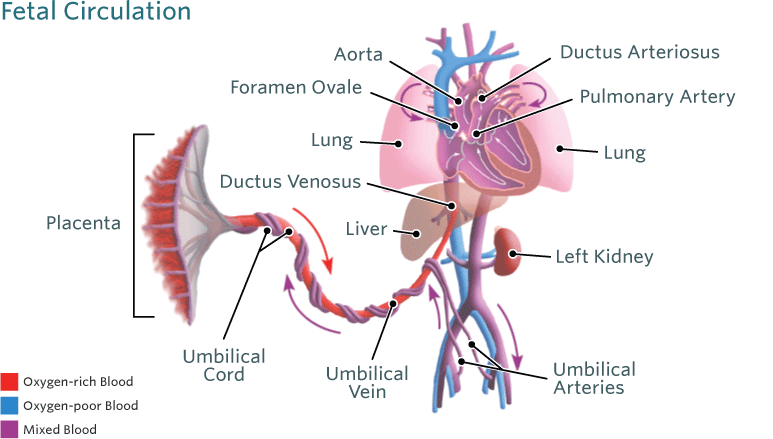 Schematic Representation Of The Human Circulatory System Circulatory System For Kids Human Circulatory System Circulatory System