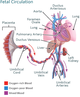 Blood Circulation in the Fetus and Newborn | Children's Hospital of