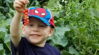 Lucas picking berries