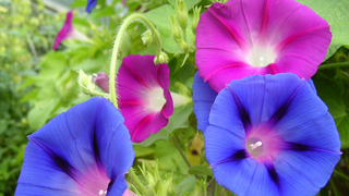 morning glory