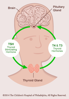 Thyroid Axis Normal Function