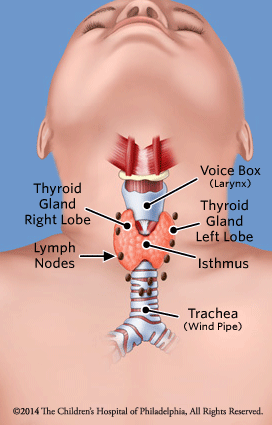 Thyroid Lymph Nodes Illustration