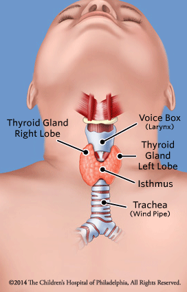 Normal Thyroid Illustration