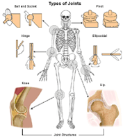 different kinds of joints in the body
