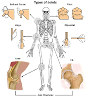 The Different Types of Joints in Our Body