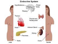 Anatomy of the endocrine system in males and females