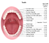 Illustration demonstrating the age of eruption of adult teeth