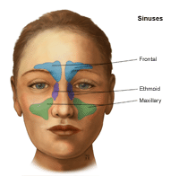 Illustration of the sinuses