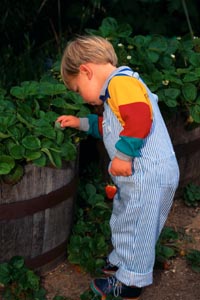 Picture of young boy picking strawberries