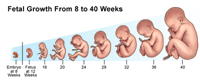 Illustration demonstrating fetal growth from 8 to 40 weeks