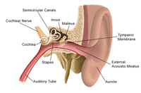 Anatomy of the ear