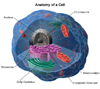 Anatomy of a cell