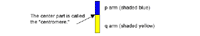 Genetic illustration, chromosome segments 