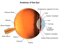 Rettsmedicin Sinewi hegn Anatomy of the Eye | Children's Hospital of Philadelphia