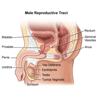 Overview of the Male Anatomy | Children's Hospital of Philadelphia Overview of the Male Anatomy | Children's Hospital of Philadelphia
