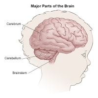 Major parts of the brain, child
