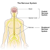 Illustration of the nervous system