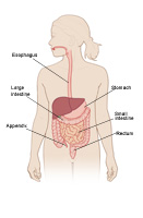 Illustration of adolescent digestive tract