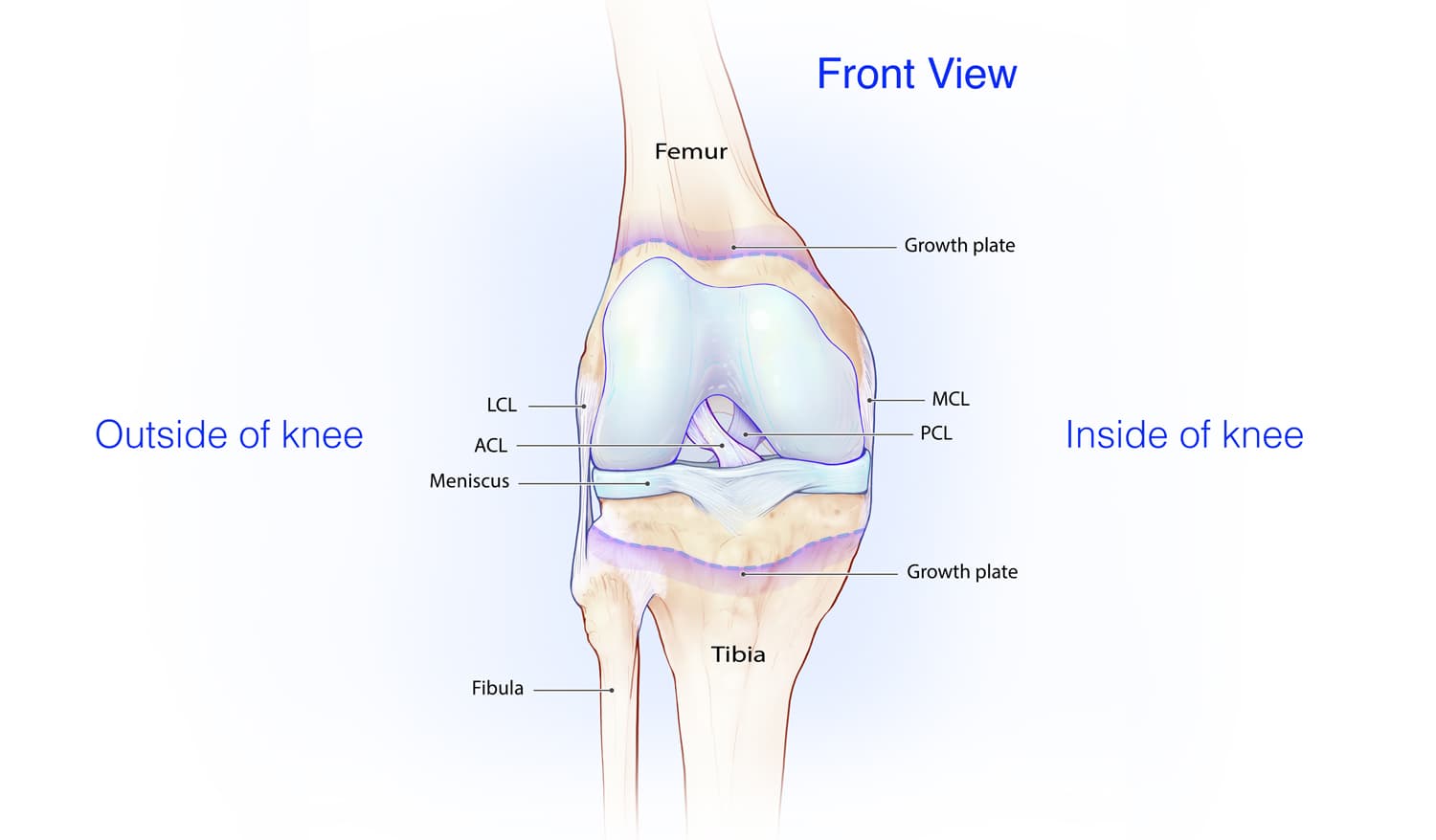Fig. 1: Anatomy of the knee