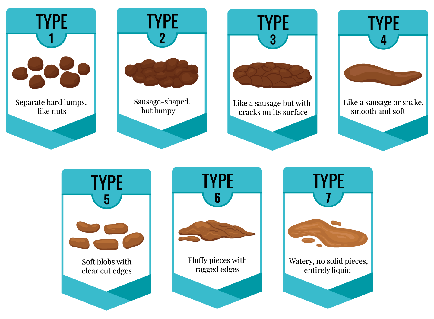 Bristol Stool Chart, from 1-7