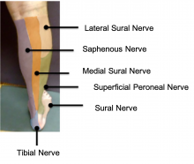 Nerves - back of calf and foot