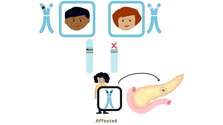 The Difference Between Dominant and Recessive Gene Mutations - Inheritance