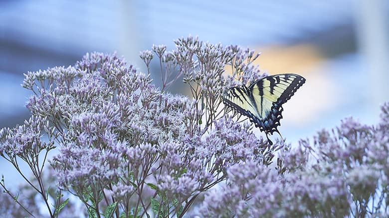 Butterfly on flowers