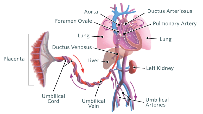 Fetal Circulation Flow Chart