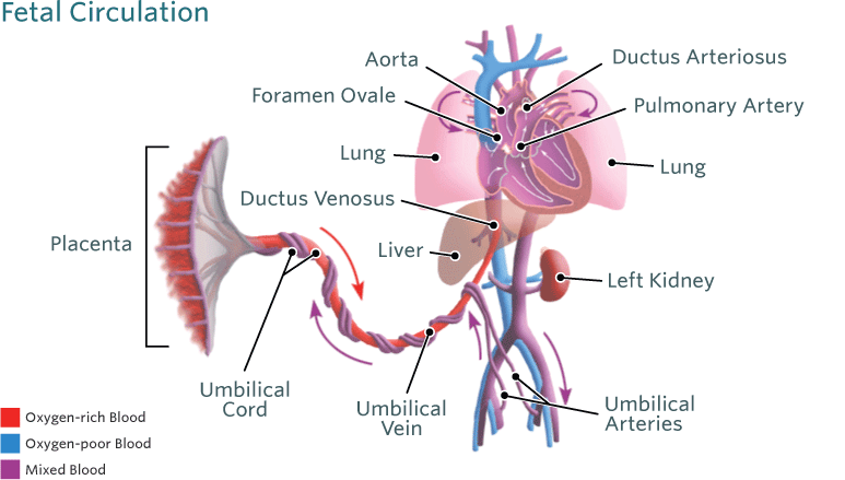 Fetal Circulation