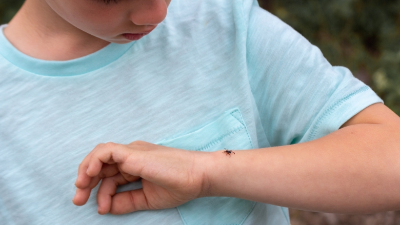 Keeping Safe From Bug-Borne Illnesses