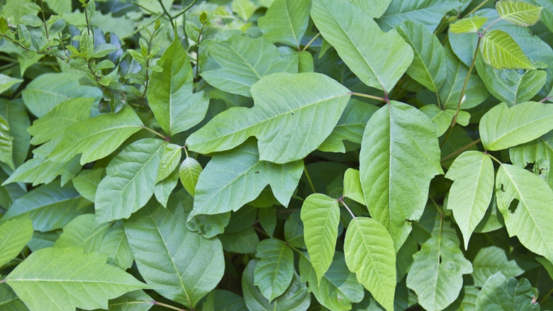 Recognizing Poison Ivy, Oak and Sumac