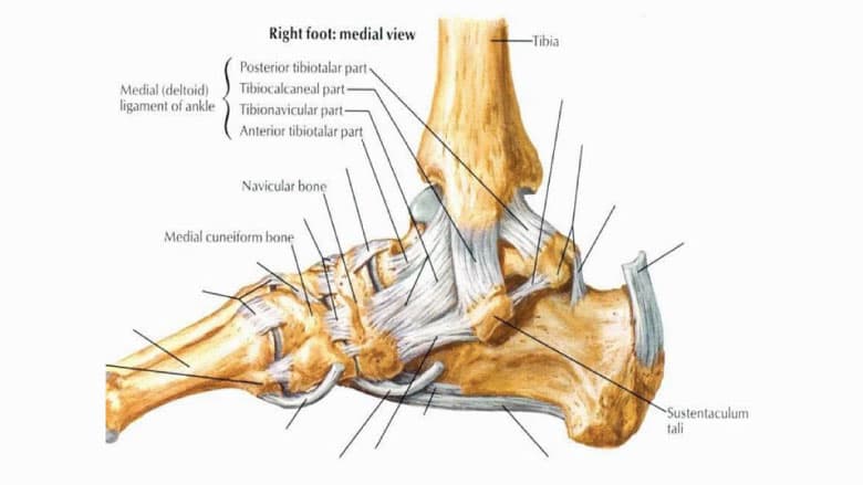 Chart of the ligaments of the foot