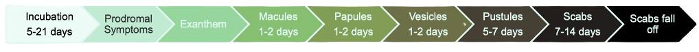 Mpox timeline