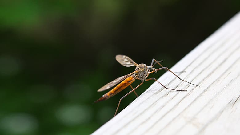 A close shot of a mosquito