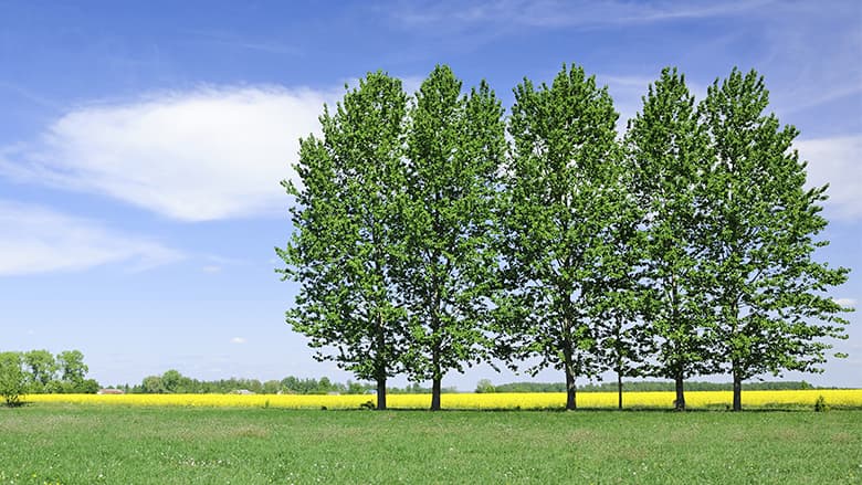 Open field with green trees