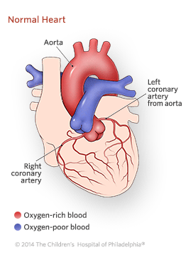 Exterior of Normal Heart Illustration