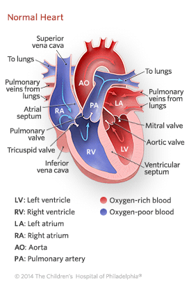 How the Normal Heart Works Children s Hospital of Philadelphia