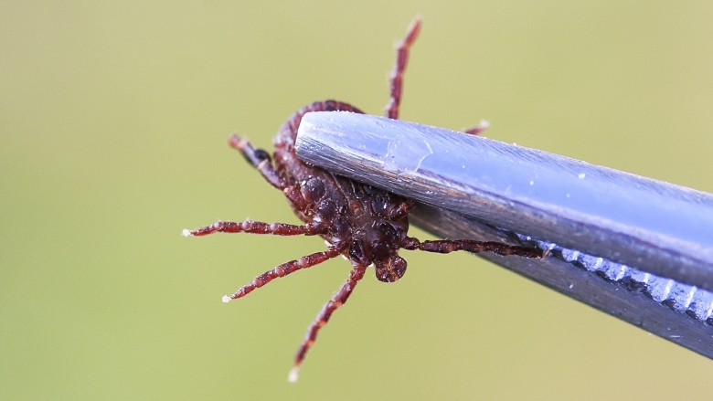 Home tick removal cheap