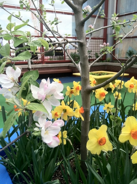 Apple blossoms and daffodils in the Sea Garden.