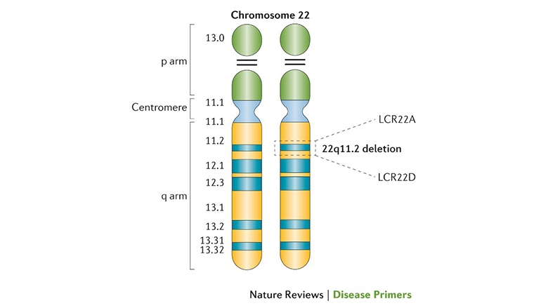 Illustration of Chromosome 22