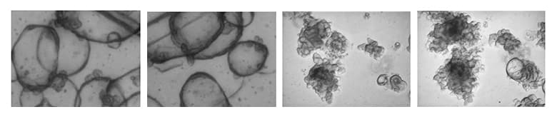 Four slides of live colon organoids