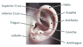 Normal Ear Image
