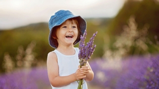Young child in lavender field