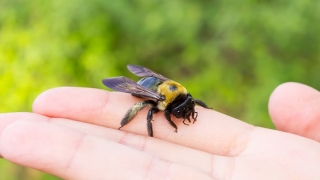 Bee landing on a hand