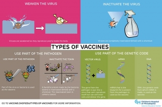 Types of Vaccines infographic
