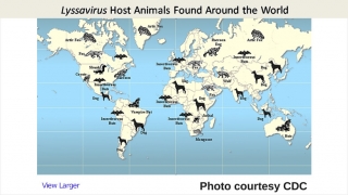Lyssavirus Host animals found Around the World