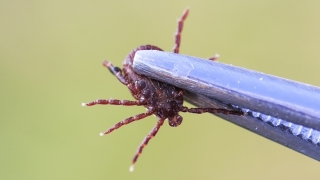 Removing Ticks: The Dos and Don’ts