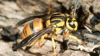 Yellowjacket Bee