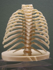 Ribcage 3D Model